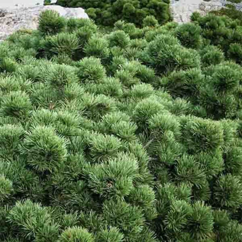 Pinus mugo Lilliput - Dwarf Mountain Pine (Foliage)