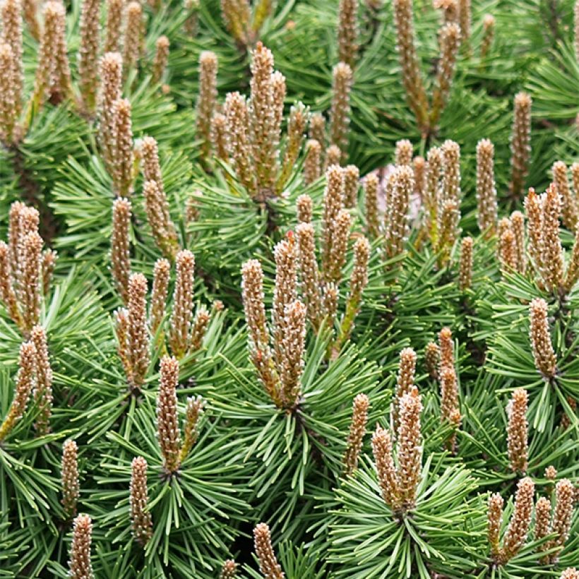 Pinus mugo Mops - Dwarf Mountain Pine (Plant habit)