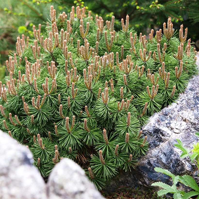 Pinus mugo Mops - Dwarf Mountain Pine (Foliage)