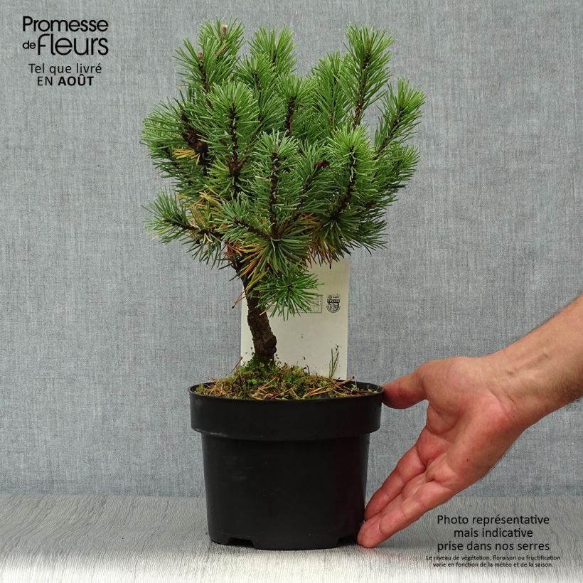 Pinus mugo Mops - Dwarf Mountain Pine 2L/3L pot sample as delivered in summer