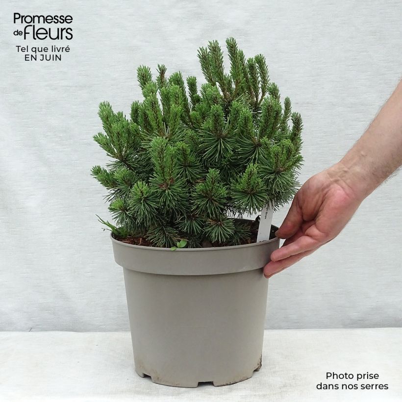 Pinus mugo Mops - Dwarf Mountain Pine 4L/5L pot sample as delivered in summer
