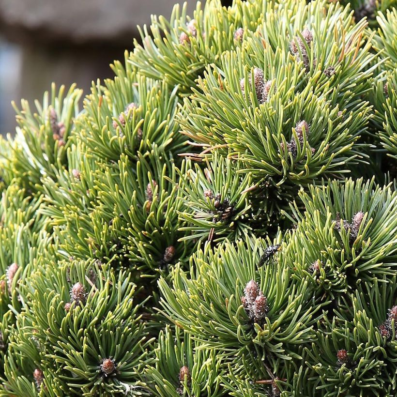 Pinus mugo Picobello - Dwarf Mountain Pine (Foliage)