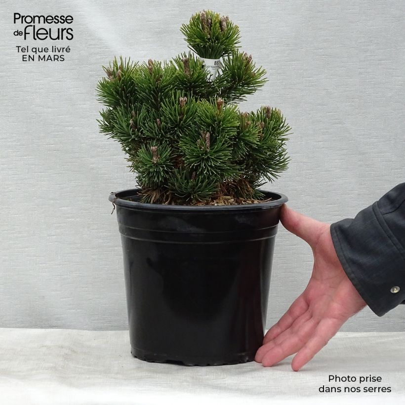 Pinus mugo Picobello - Dwarf Mountain Pine sample as delivered in spring