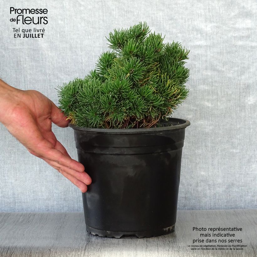Pinus mugo Picobello - Dwarf Mountain Pine 4L/5L pot sample as delivered in summer