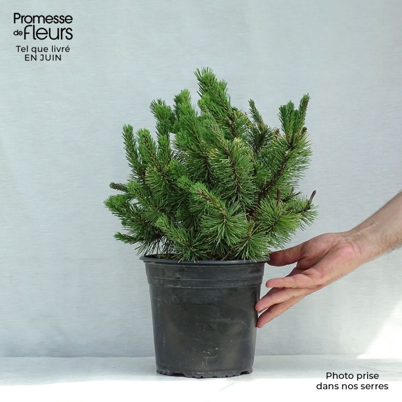 Pinus mugo Winter Gold - Dwarf Mountain Pine 4L/5L pot sample as delivered in summer
