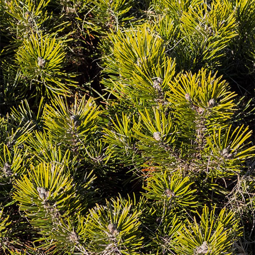 Pinus mugo pumilio - Dwarf Mountain Pine (Foliage)