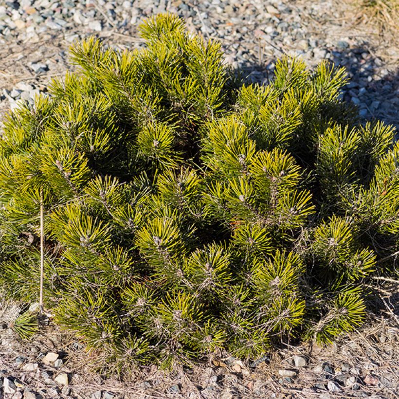 Pinus mugo pumilio - Dwarf Mountain Pine (Plant habit)