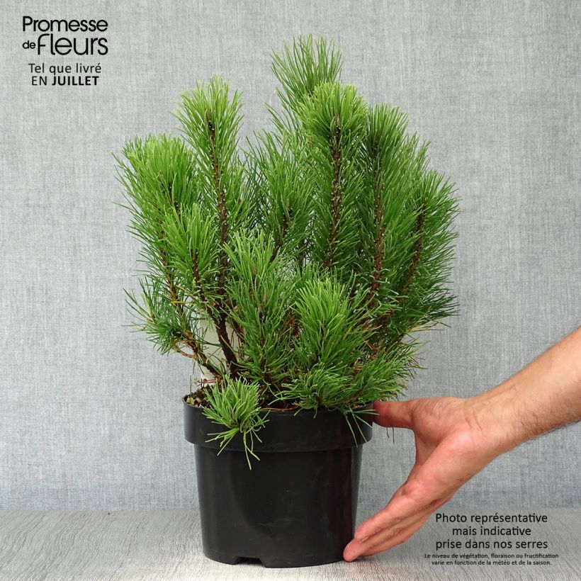Pinus mugo pumilio - Dwarf Mountain Pine 2L/3L pot sample as delivered in summer