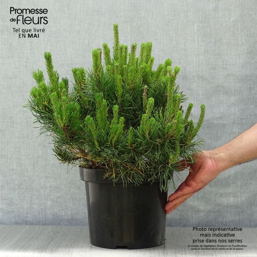 Pinus mugo pumilio - Dwarf Mountain Pine sample as delivered in spring