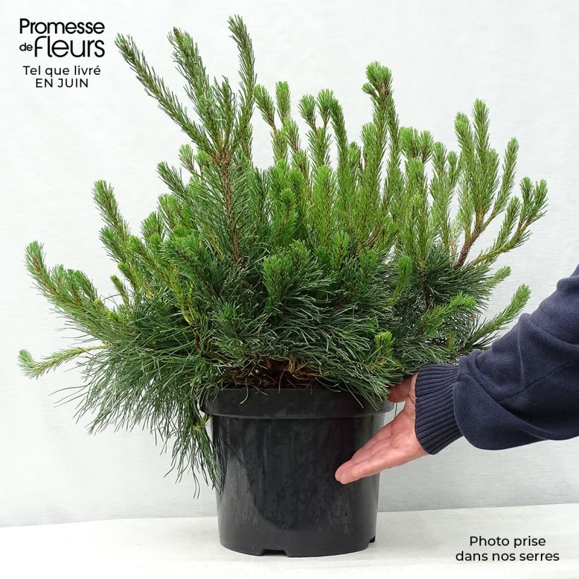Pinus mugo pumilio - Dwarf Mountain Pine 7.5L/10L pot sample as delivered in summer