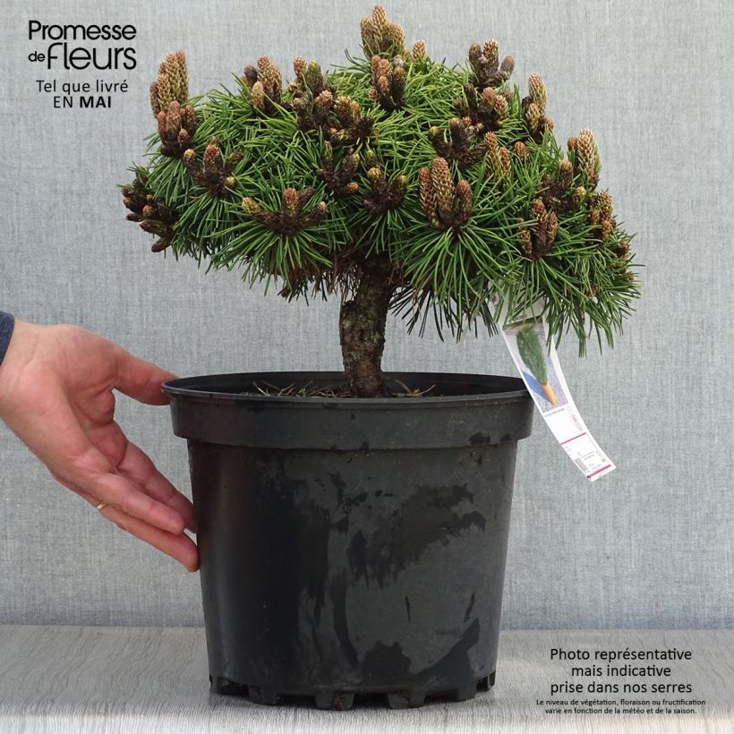 Pinus nigra Agnes Brégeon - Black Pine sample as delivered in spring