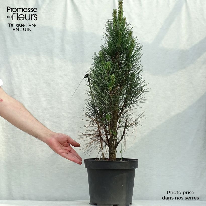Pinus nigra Green Tower - Black Pine 7.5L/10L pot sample as delivered in summer