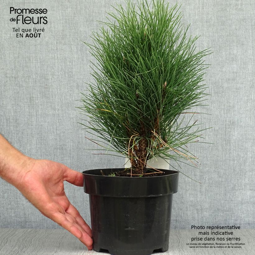 Pinus nigra Green Tower - Black Pine 2L/3L pot 30/40cm sample as delivered in summer