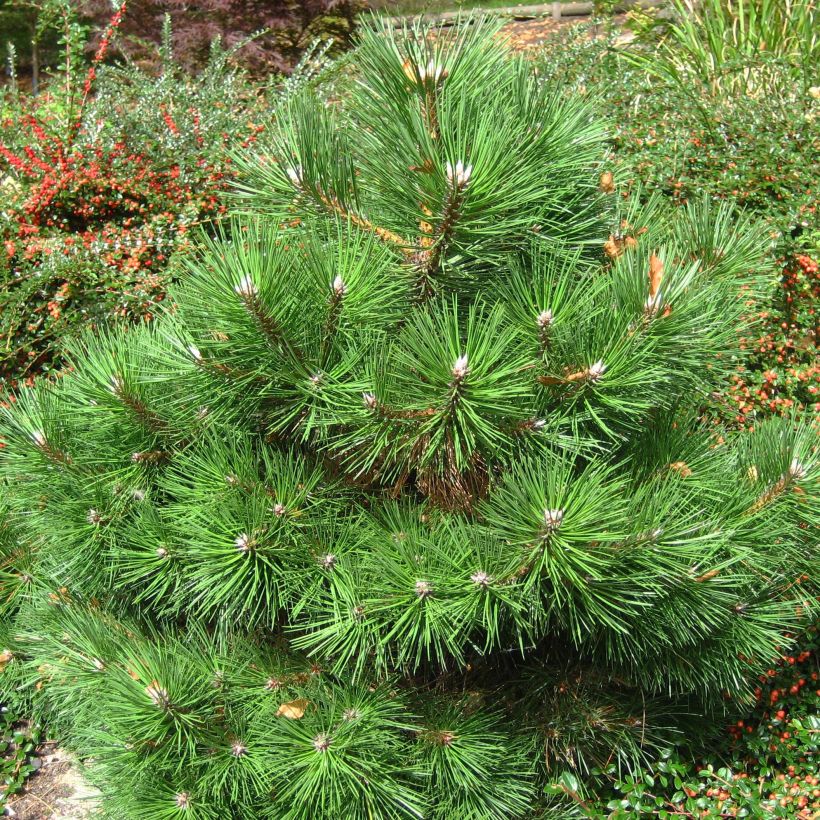 Dwarf Black Pine - Pinus nigra Nana (Plant habit)