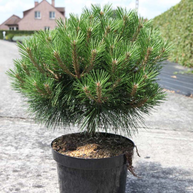 Pinus nigra Pierrick Bregeon - Black Pine (Plant habit)