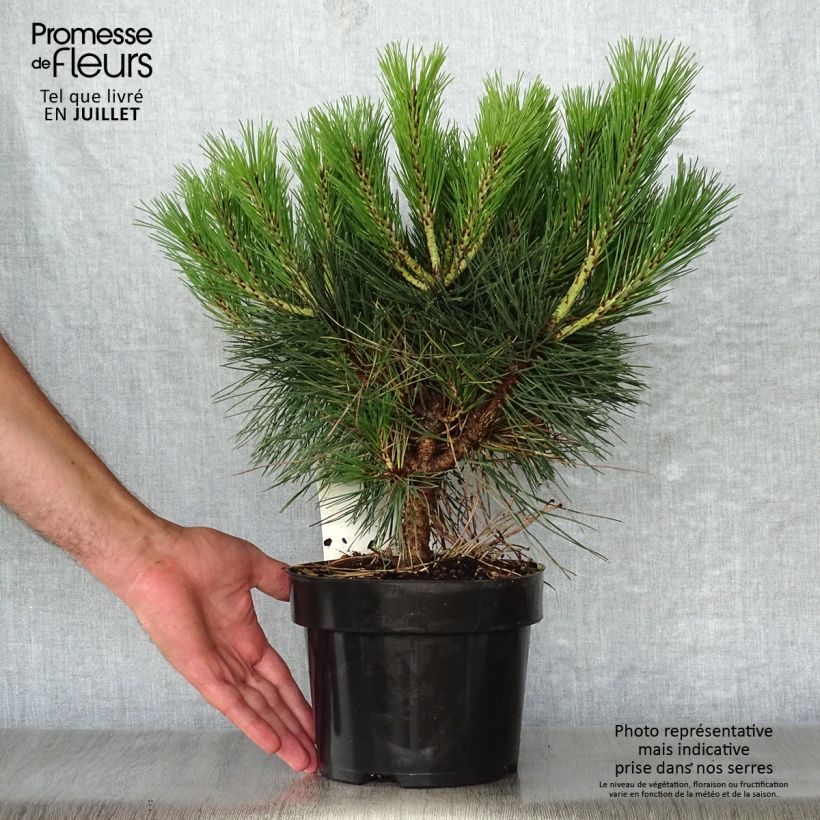 Pinus nigra Pierrick Bregeon - Black Pine 2L/3L pot sample as delivered in summer