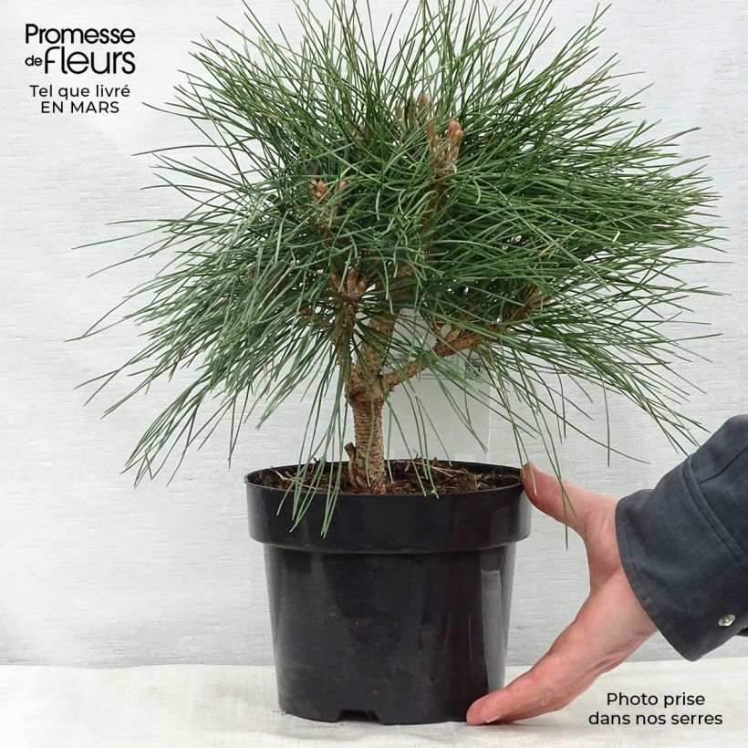 Pinus nigra Pierrick Bregeon - Black Pine sample as delivered in spring