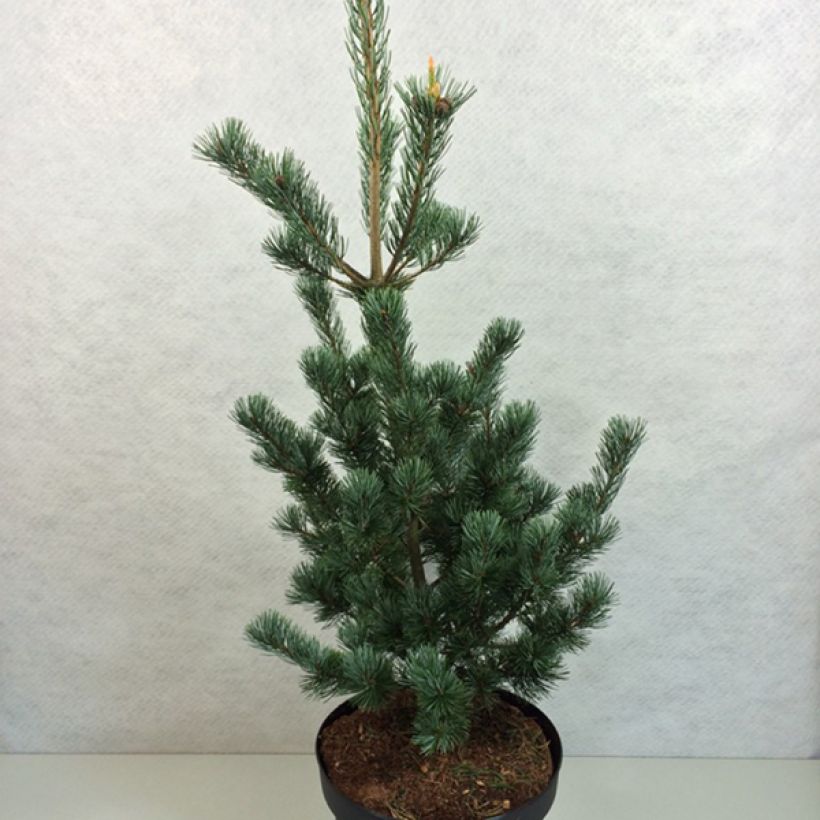 Pinus parviflora Azumi Goye - Japanese White Pine (Plant habit)
