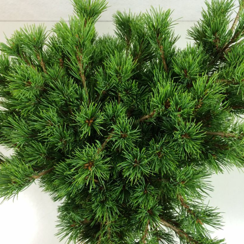 Pinus parviflora Kokuho - Japanese White Pine (Foliage)