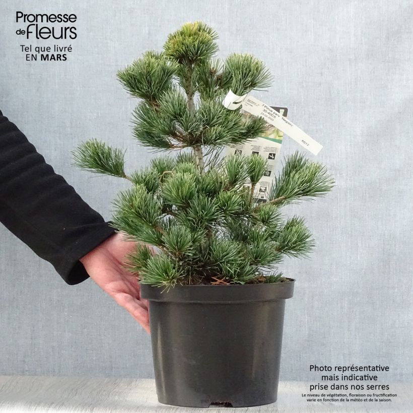 Pinus parviflora Negishi - Japanese White Pine sample as delivered in spring