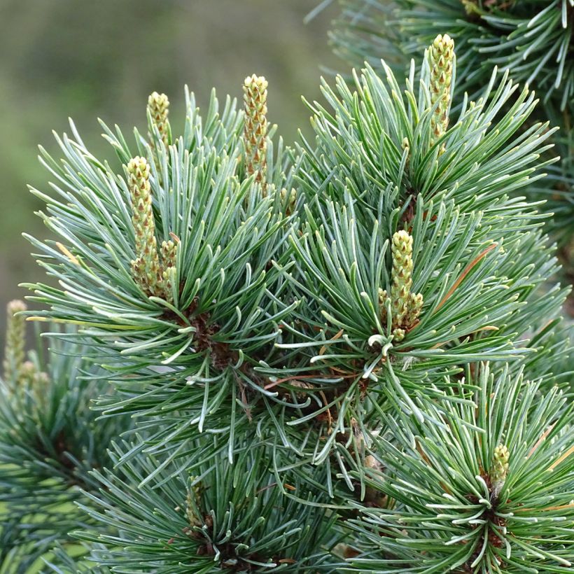 Pinus parviflora Negishi - Japanese White Pine (Foliage)