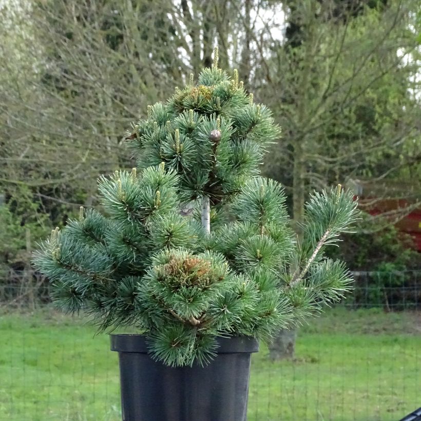 Pinus parviflora Negishi - Japanese White Pine (Plant habit)
