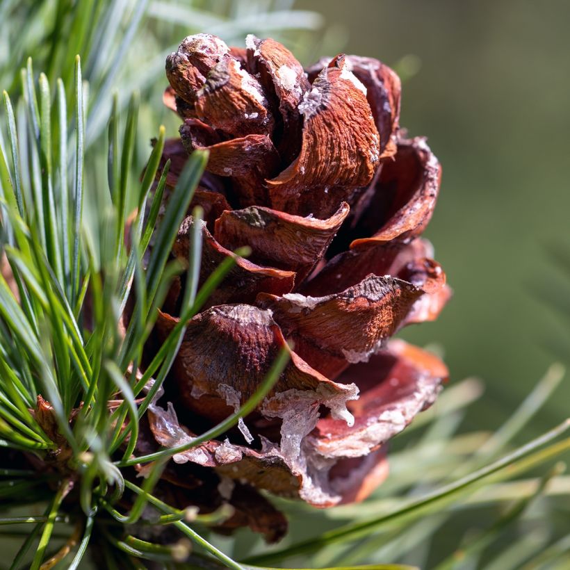 Pinus parviflora Tempelhof - Japanese White Pine (Harvest)