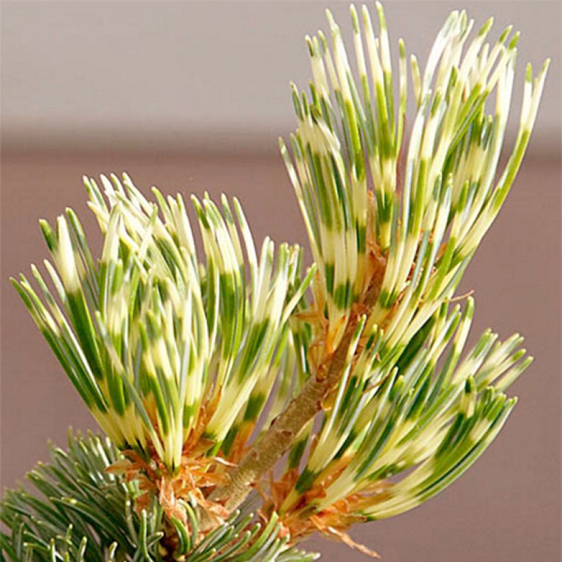 Pinus parviflora Fukai - Japanese White Pine (Foliage)