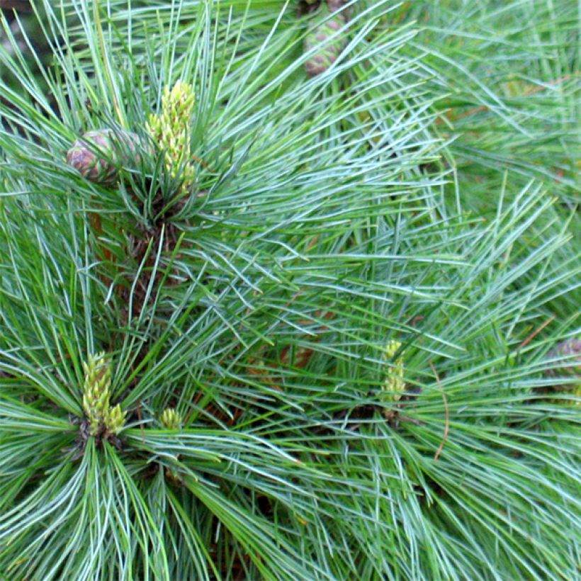 Pinus peuce - Macedonian Pine (Foliage)