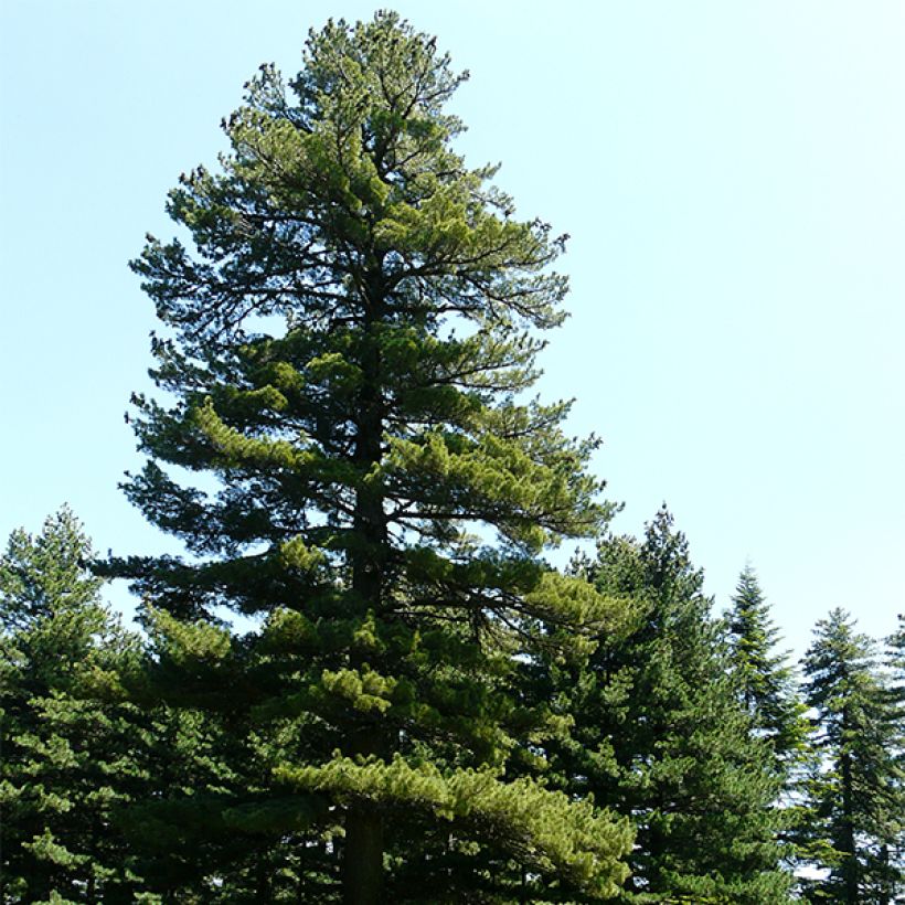 Pinus peuce - Macedonian Pine (Plant habit)