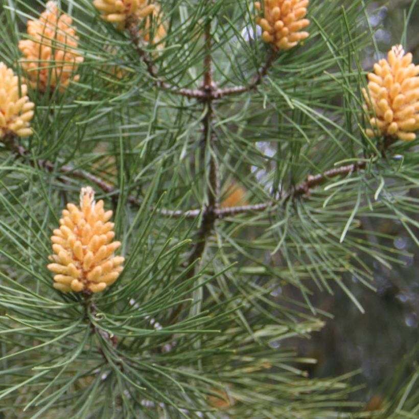 Pinus pinaster - Maritime pine (Foliage)