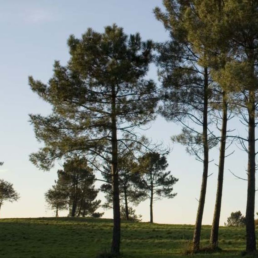 Pinus pinaster - Maritime pine (Plant habit)