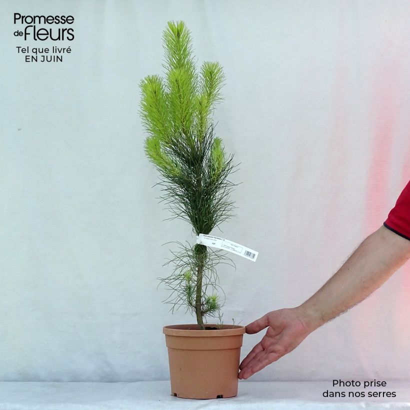 Pinus pinaster - Maritime pine 2L/3L pot sample as delivered in summer