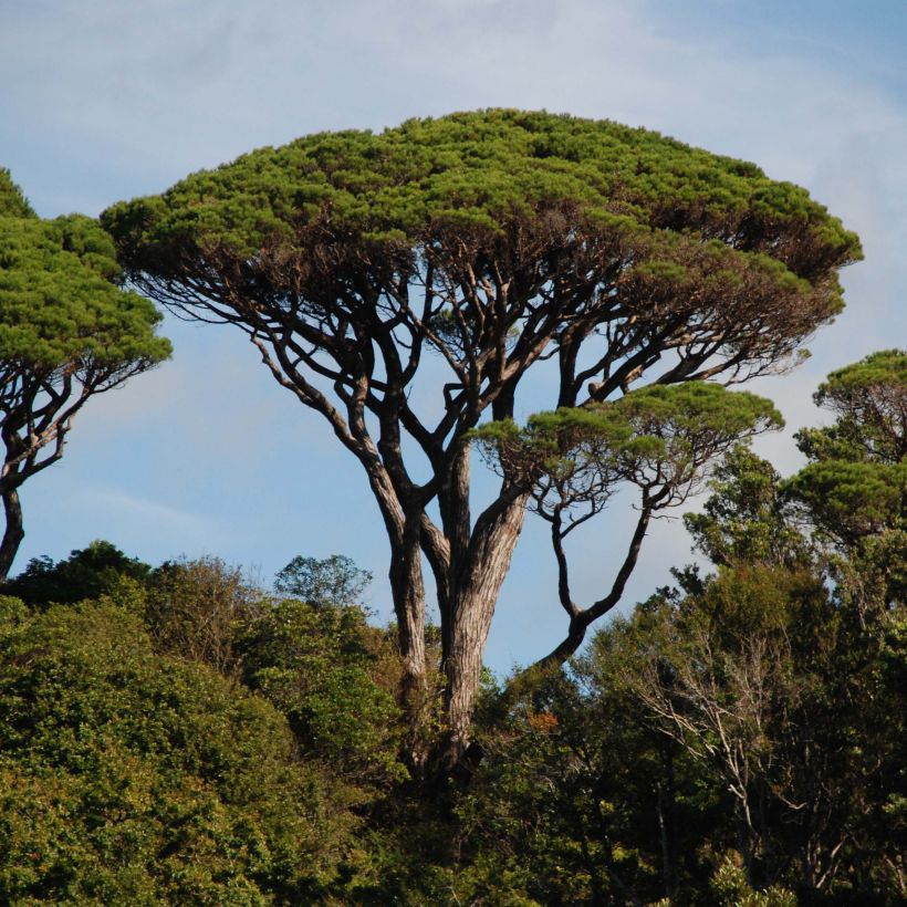 Pinus pinea - Umbrella pine (Plant habit)