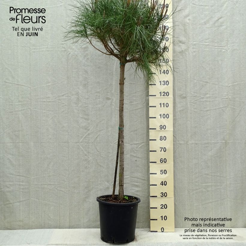 Pinus pinea - Umbrella pine sample as delivered in spring