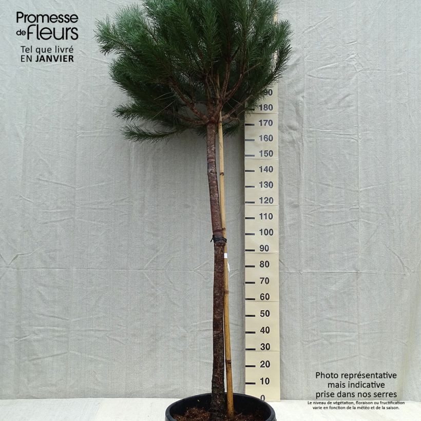 Pinus pinea - Umbrella pine 50L/55L pot sample as delivered in winter