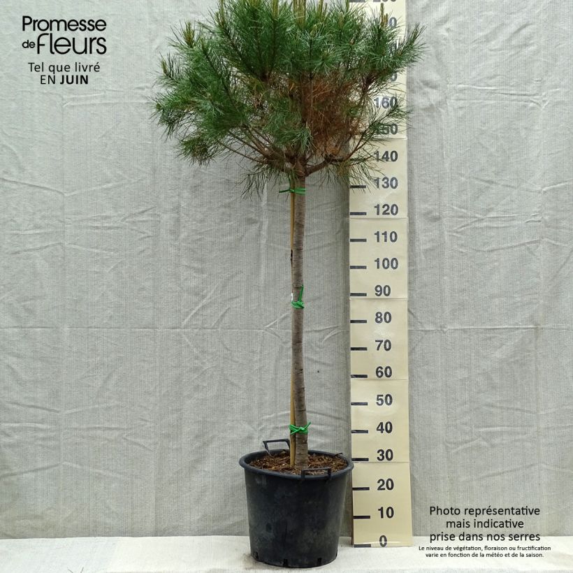 Pinus pinea - Umbrella pine 50L/55L pot sample as delivered in spring