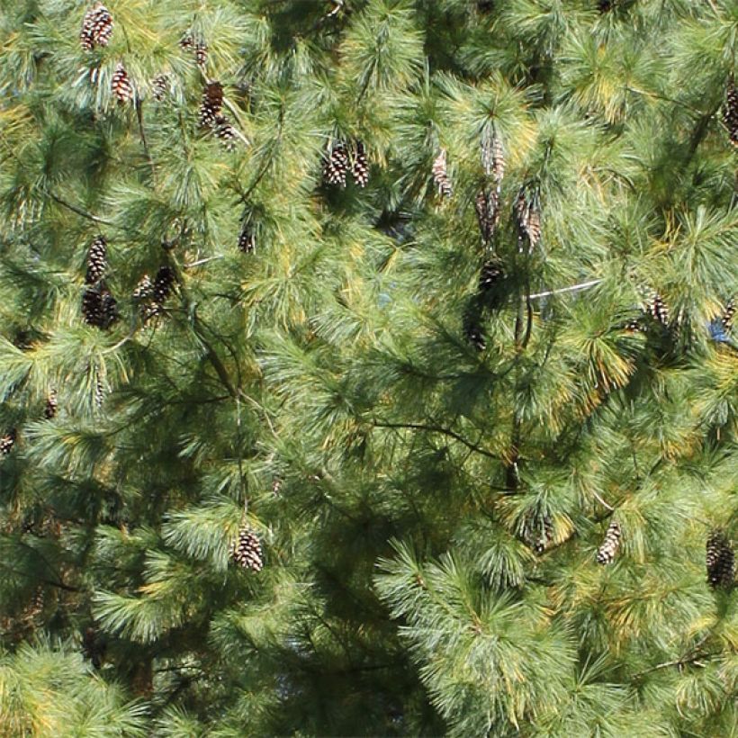 Pinus x schwerinii (Foliage)