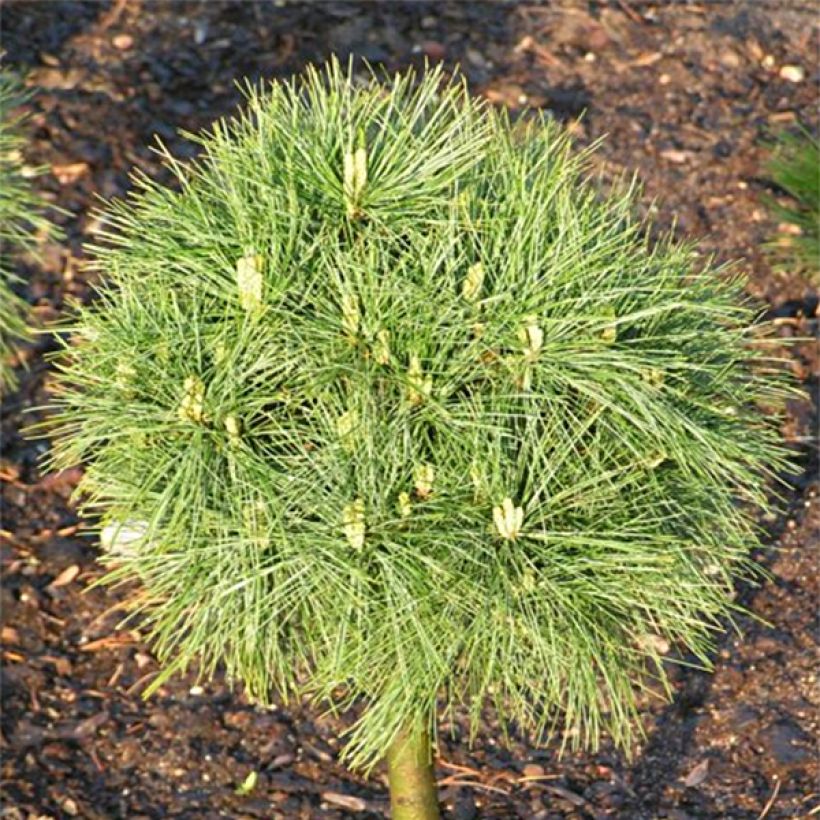 Pinus strobus Greg - Eastern White Pine (Foliage)