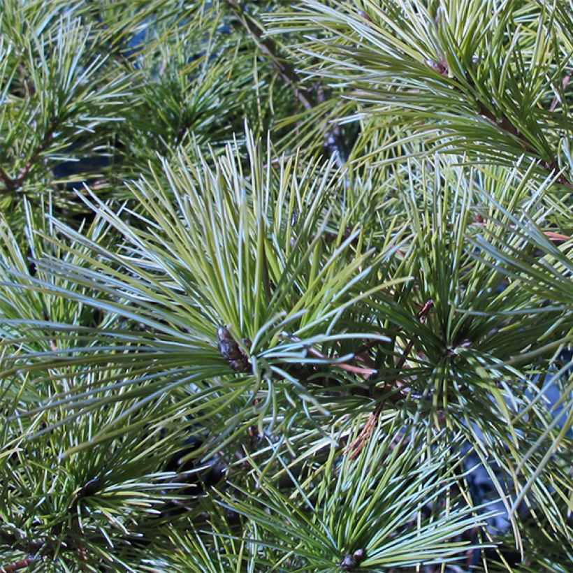 Pinus strobus Horsford - Eastern White Pine (Foliage)