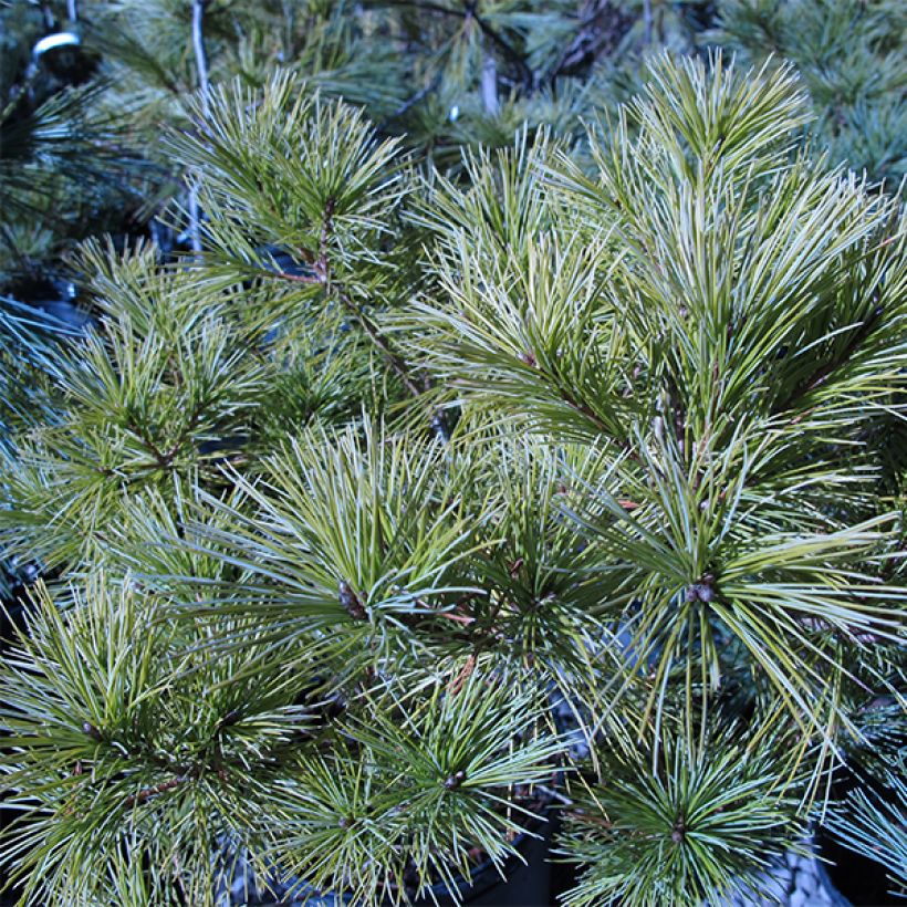 Pinus strobus Horsford - Eastern White Pine (Plant habit)