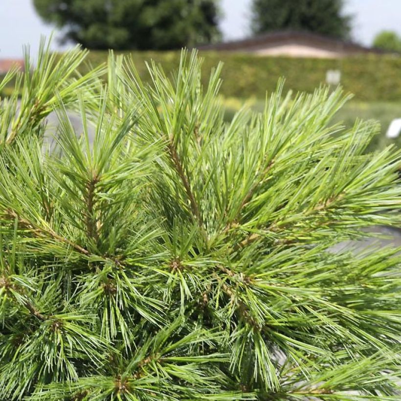 Pinus strobus Minima - Eastern White Pine (Foliage)