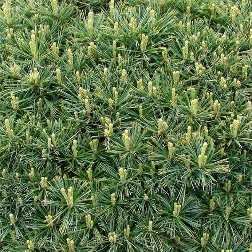 Dwarf Weymouth Pine - Pinus strobus Minuta (Foliage)