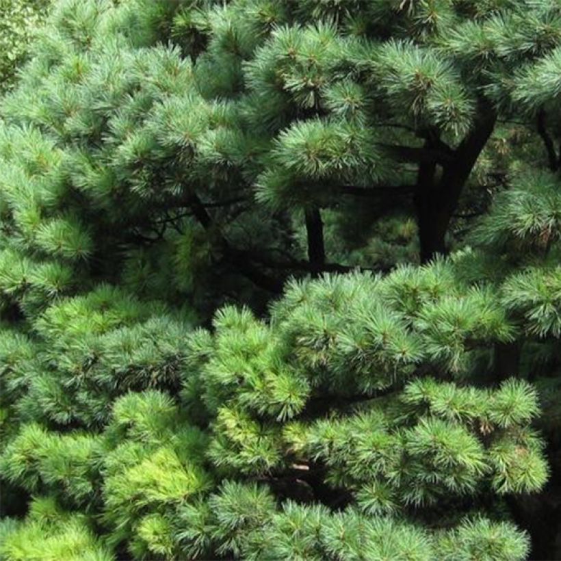 Pinus strobus Radiata - Eastern White Pine (Foliage)