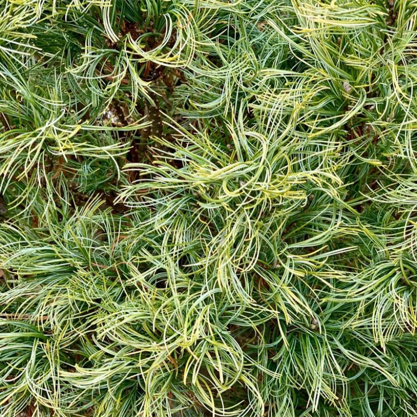 Pinus strobus Tiny Kurls - Eastern White Pine (Foliage)