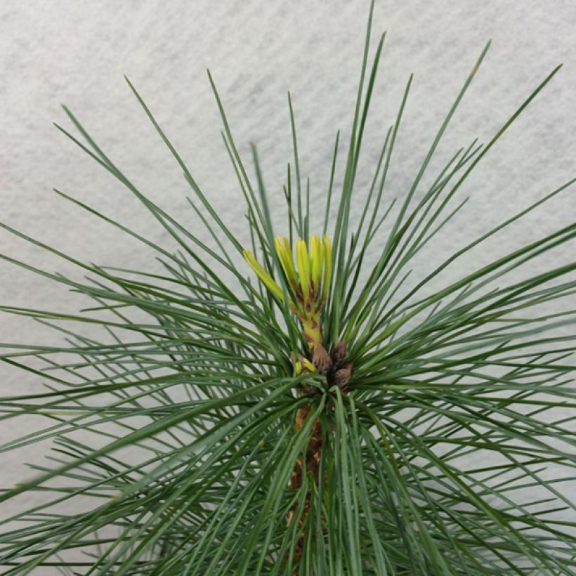 Pinus strobus Wendy - Eastern White Pine (Foliage)