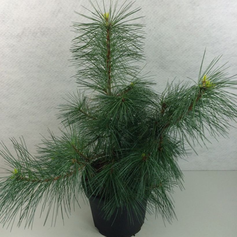 Pinus strobus Wendy - Eastern White Pine (Plant habit)