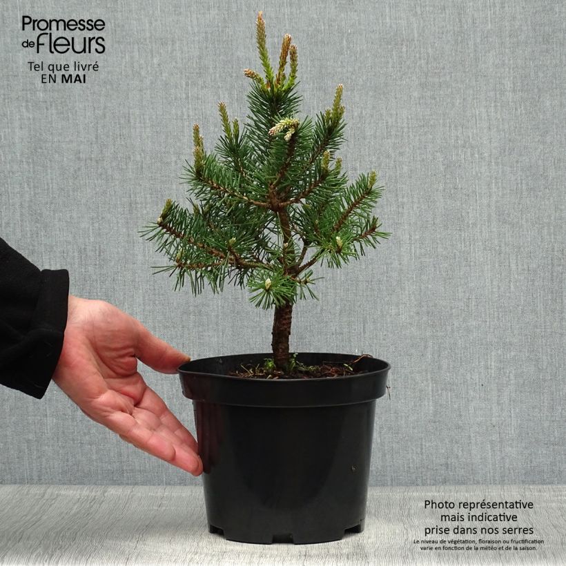 Pinus sylvestris Sandringham - Scots Pine 2L/3L pot sample as delivered in spring