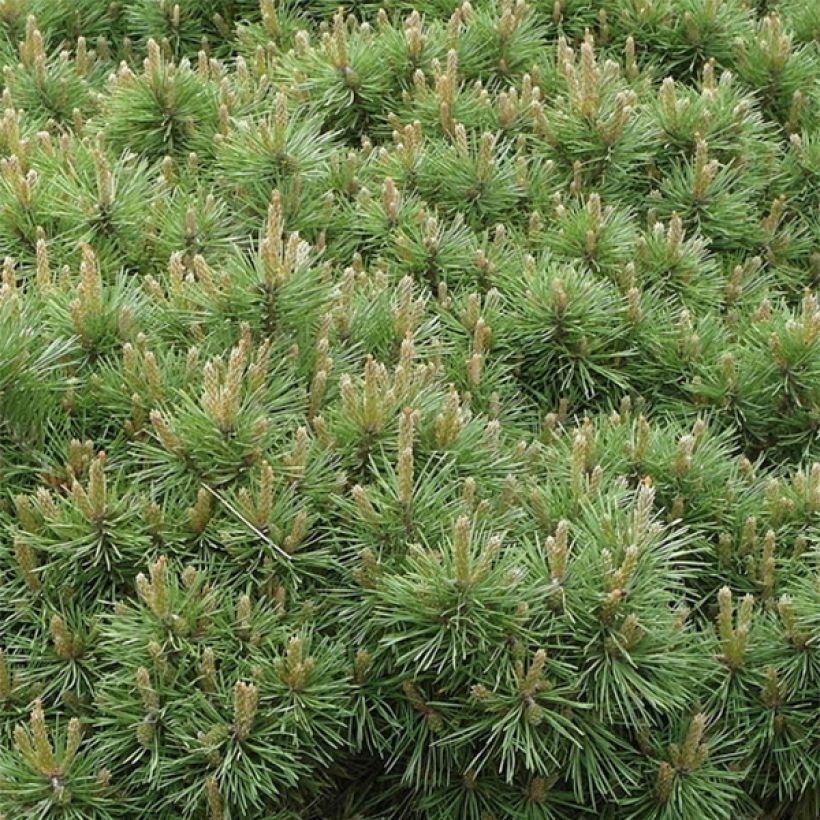 Pinus sylvestris Sandringham - Scots Pine (Foliage)