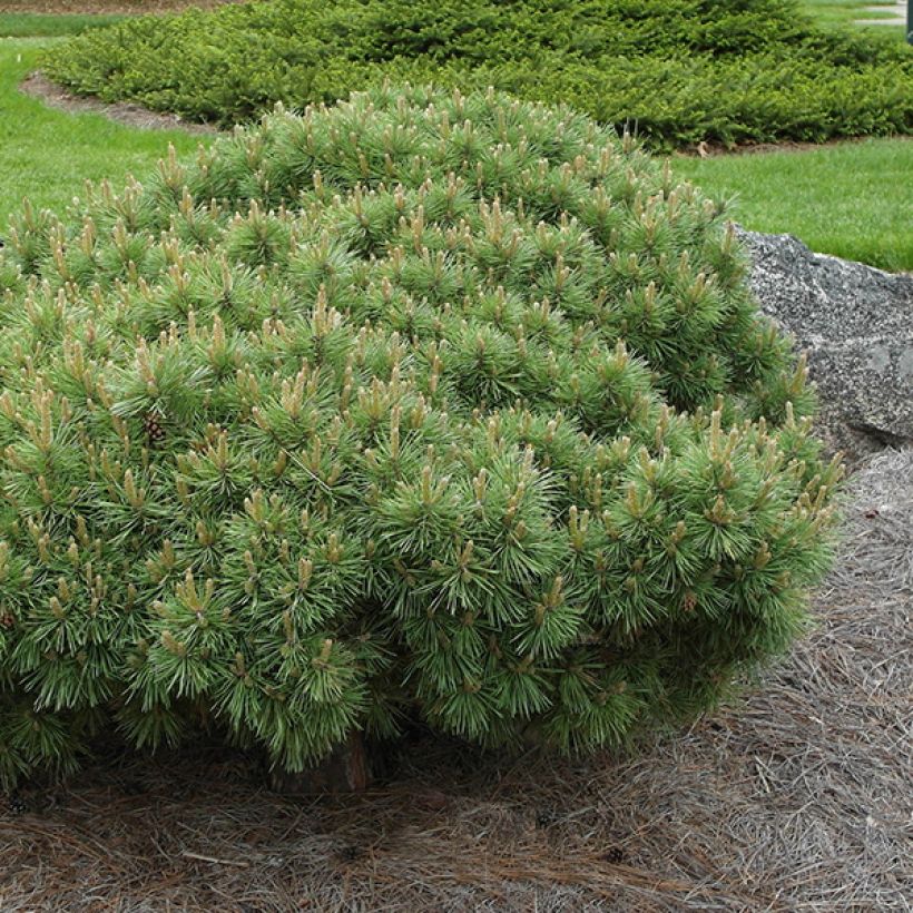 Pinus sylvestris Sandringham - Scots Pine (Plant habit)